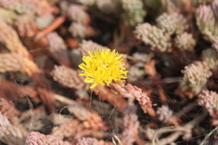 Petrosedum forsterianum