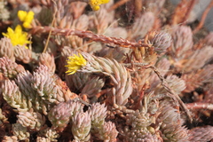 Petrosedum forsterianum