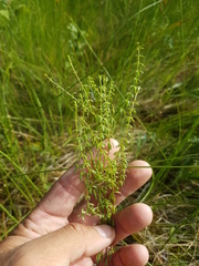 Galium labradoricum