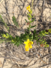 Lithospermum caroliniense