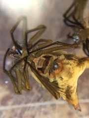 Micrathena huanuco