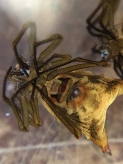 Micrathena huanuco