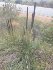 Xanthorrhoea brunonis