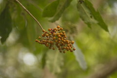 Pittosporum napaulense