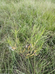 Gomphocarpus fruticosus