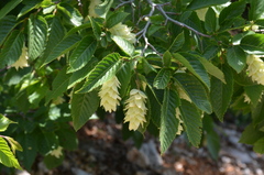 Ostrya carpinifolia