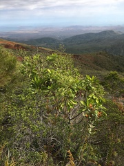 Myodocarpaceae