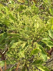 Myodocarpaceae