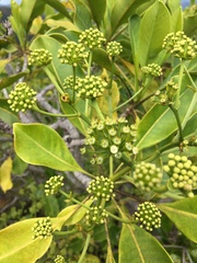 Myodocarpaceae