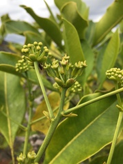 Myodocarpaceae