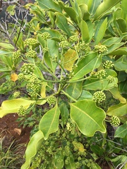 Myodocarpaceae