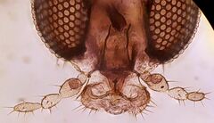 Corynoptera concinna