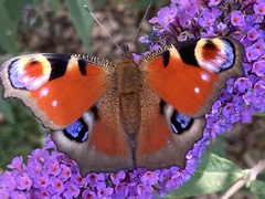 Aglais io