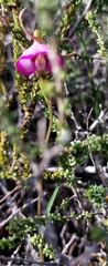 Disperis capensis
