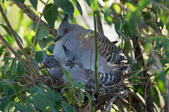 Crested Pigeon photo 5