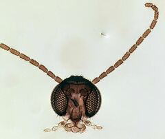 Corynoptera concinna