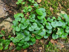 Chrysosplenium alternifolium