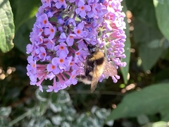 Bombus