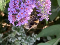 Bombus