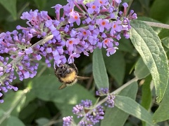 Bombus