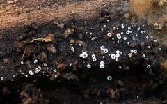 Flagelloscypha minutissima