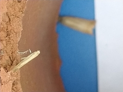 Aspilapteryx tringipennella