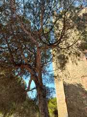 Pinus pinea