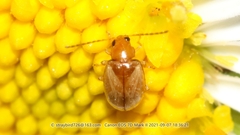 Paleosepharia posticata