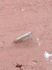 Aspilapteryx tringipennella