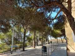 Pinus pinea