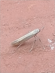 Aspilapteryx tringipennella