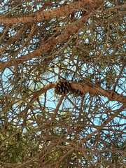 Pinus pinea