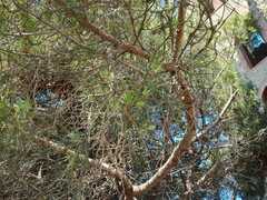 Pinus pinea