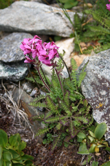 Pedicularis cenisia