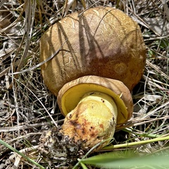 Butyriboletus appendiculatus