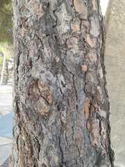 Pinus pinea