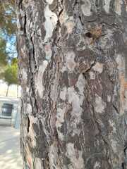 Pinus pinea