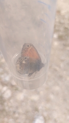 Coenonympha tullia