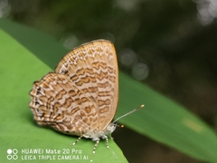 Poritia sumatrae