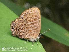 Poritia sumatrae