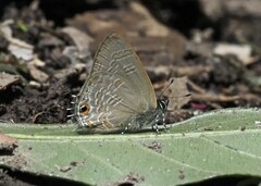 Anthene rubricinctus