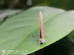Poritia sumatrae