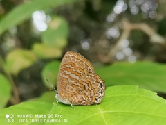 Poritia sumatrae