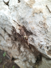 Calligrapha pantherina