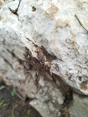 Calligrapha pantherina