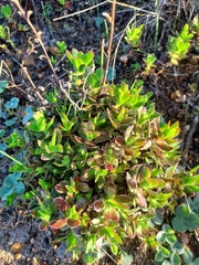 Crassula undulata