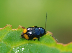 Cryptocephalus moraei