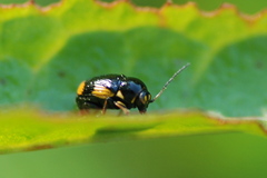Cryptocephalus moraei