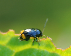 Cryptocephalus moraei