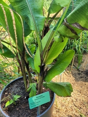 Musa mannii
